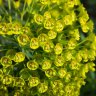 euphorbia